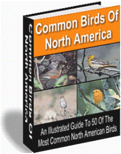 Picture of Common Birds Of North America