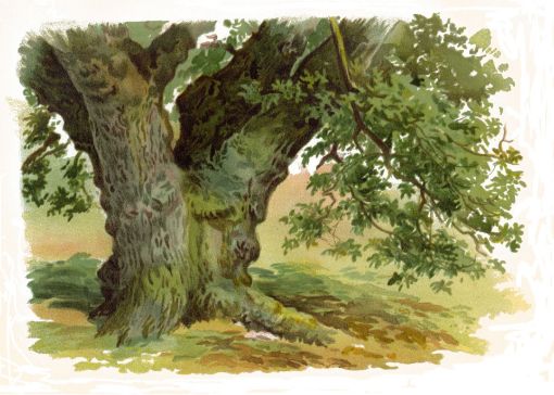 Picture of Trees And How To Paint Them