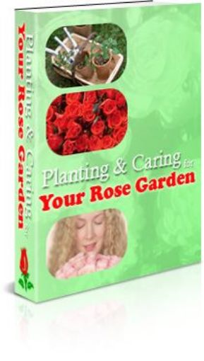 Picture of Planting And Caring For Your Rose Garden
