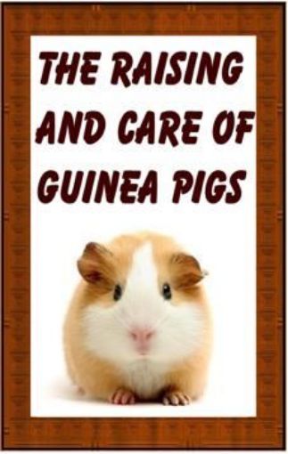 Picture of The Raising And Care Of Guinea Pigs