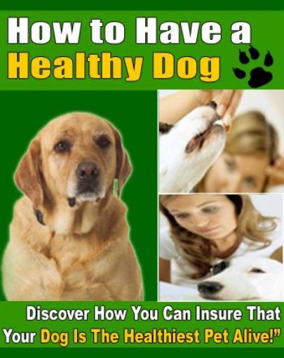 Picture of How To Have A Wealthy Dog 